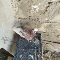 کفتر فروشی هوایی نر چهار تا باهم 700تکی 200