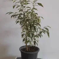 گل وگیاه بنجامین سانسوریا پتوس پدیلانتوس|گل و گیاه طبیعی|نجف‌آباد, ویلاشهر|دیوار