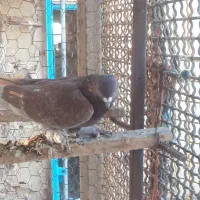 با سلام نرسرخ پرپا پرشی|پرنده|قنوات, |دیوار