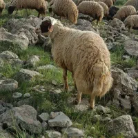 قوچ|حیوانات مزرعه|کوزران, |دیوار