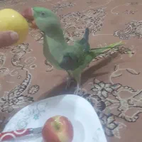 شاه طوطی تمیز|پرنده|بندر ترکمن, |دیوار