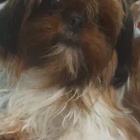 سگ شیتزو سوپر فلت