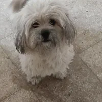 سگ شیتزو|سگ|اصفهان, گرکان|دیوار