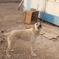 واگذاری سگ|سگ|تهران, مشیریه|دیوار