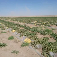 خربزه ابروان