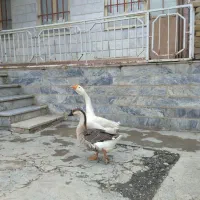 قو غاز اصلی درجه یک