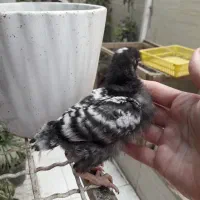 تخم نطفه دار مرغ و خروس اصیل آمروک و برهما|حیوانات مزرعه|مشهد, عبادی|دیوار