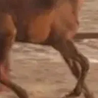 کره اسب گمشده در حوالی جاده کاشان و شهرک لبن