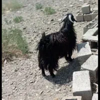 گوسفند تروشت