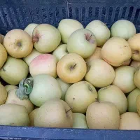 سیب پرآب بدون کرم تمیزشیرین