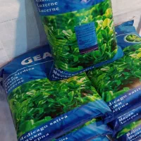 فروش بذر یونجه