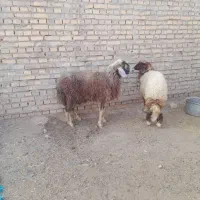 گوسفند مطفل ماده زیرش در حمیدیه|حیوانات مزرعه|حمیدیه, |دیوار