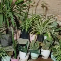 فروش کلی گل و گیاه