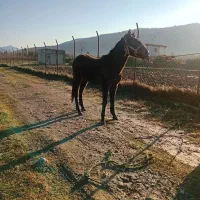 نریانفروشی