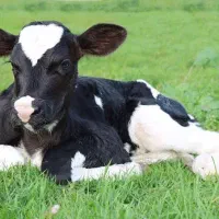 گوساله شیری نر