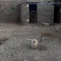 سگ پاکوتاه|سگ|سیرجان, |دیوار
