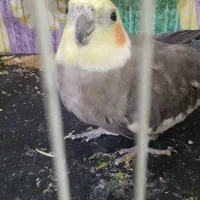 سلام دوتا عروس هلندی سالم سر حال جفت هستن