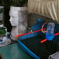 سهره طلایی|پرنده|قزوین, |دیوار