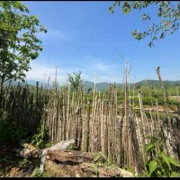 زمین-مسکونی-380-متر-سند-تک-برگ-کوهپایه-جاده-ماسوله