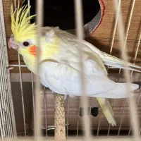 عروس هلندی|پرنده|لامرد, |دیوار