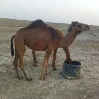 بچه شتر