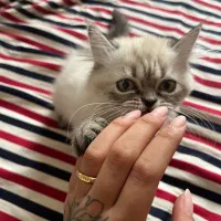 هیمالین شیرین و بانمک|گربه|مشهد, امیریه|دیوار