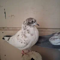 کبوتر  گمشده