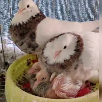 کبوتر طوقی|پرنده|سیرجان, |دیوار