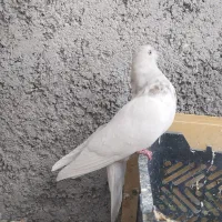 کله دم آبی|پرنده|ایوان, |دیوار