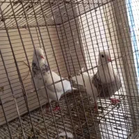 طوق شازده الماسی  خوشگل