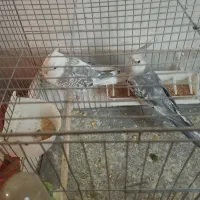 طوطی عروس رام و دستی