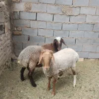 2تا غوچ نژاد دار فروشی