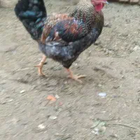 ۶ تاخروس جوان