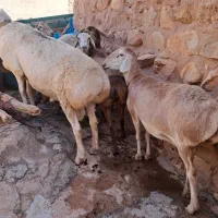 میش۰گوسفند ۰بز۰قوچ۰|حیوانات مزرعه|زاگرس, |دیوار