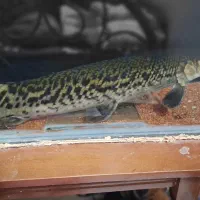 ماهی گار الیگیتور