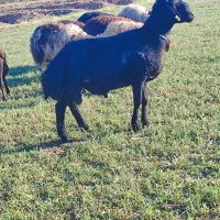 بره قوچ قره قزل