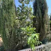 فروش چهار دیواری مجوز دار