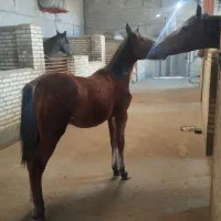 اسب کره نریان کرد