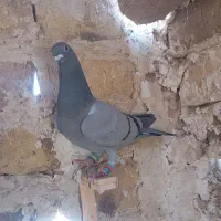 کبوتر|پرنده|تربت جام, جامرود|دیوار