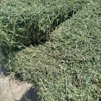 بیده درجه یک رودبار اول شهر 200تا