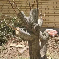 پیوند درخت گردو