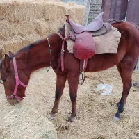 نریون|اسب و تجهیزات اسبسواری|مشهد, بهار|دیوار