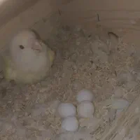 طوطی برزیلی رو تخم|پرنده|دوگنبدان, |دیوار