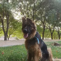 واگذاری سگ ژرمن|سگ|خرمآباد, |دیوار