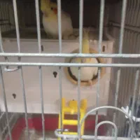 عروس هلندی|پرنده|سمنان, |دیوار