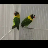 کوتوله آبی کاربری نقاب سیاه نر۱عددو۳عددسبز