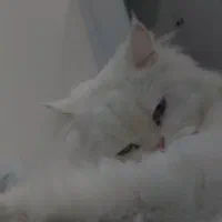 واگذاری گربه پرشین دال فیس چشم ابی|گربه|بندرعباس, |دیوار