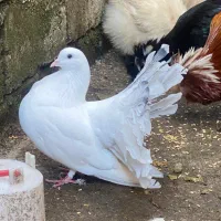 کبوتر سفید دم چتری