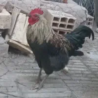 خروس