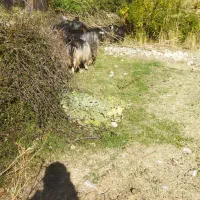 بز گوسفند بره|حیوانات مزرعه|کارزان, |دیوار